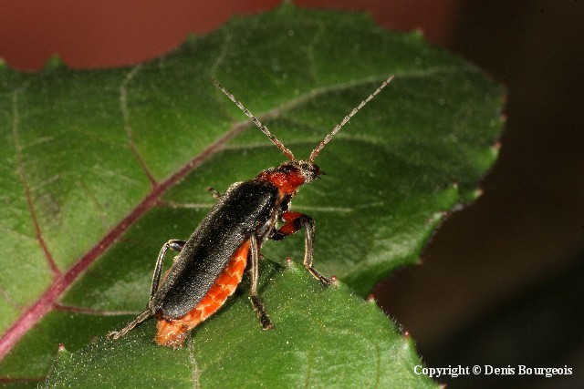 Cantharis rustica - Copyright Denis Bourgeois