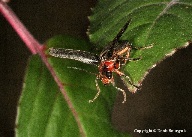 Cantharis rustica - Copyright Denis Bourgeois