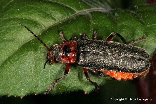 Cantharis rustica - Copyright Denis Bourgeois