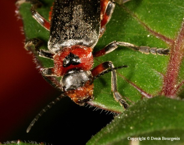 Cantharis rustica - Copyright Denis Bourgeois