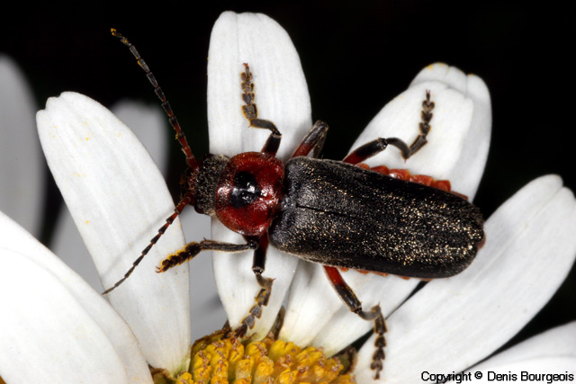 Cantharis rustica - Copyright Denis Bourgeois