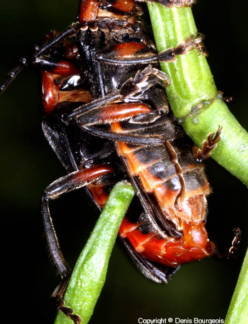 Cantharis rustica - Copyright Denis Bourgeois