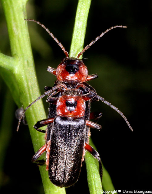 Cantharis rustica - Copyright Denis Bourgeois