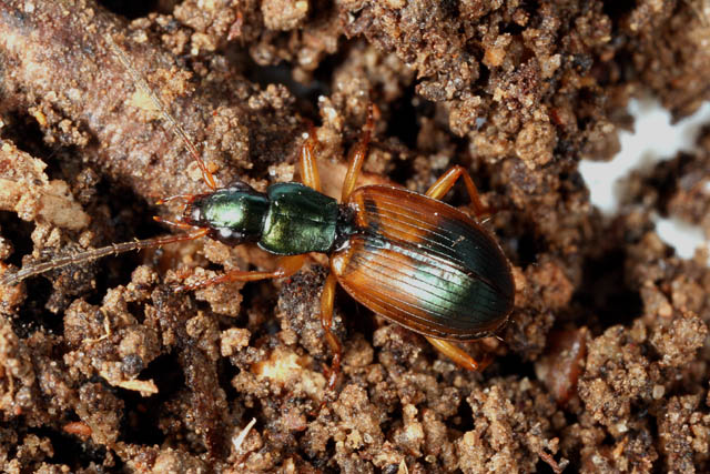 Anchomenus dorsalis - Copyright Denis Bourgeois