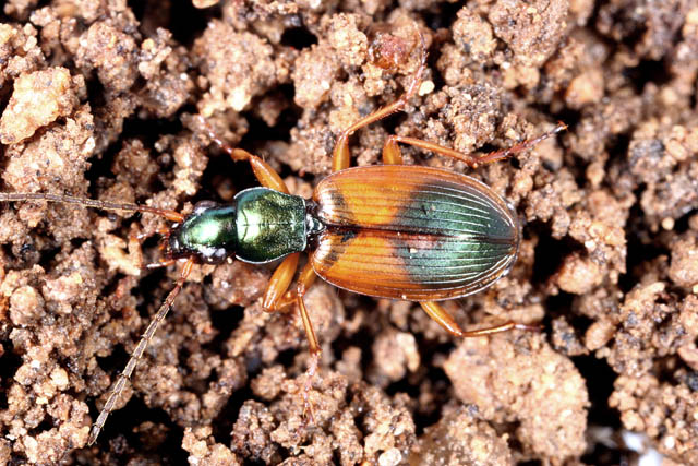 Anchomenus dorsalis - Copyright Denis Bourgeois