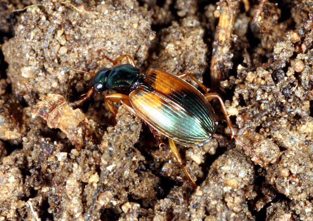 Anchomenus dorsalis - Copyright Denis Bourgeois