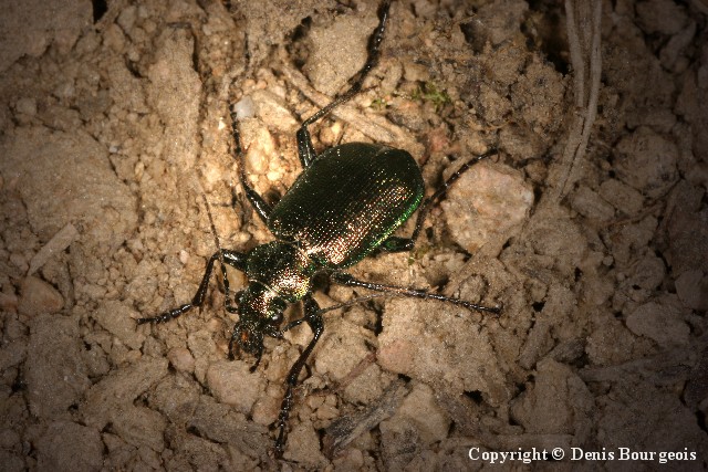 Calosoma inquisitor - Copyright Denis Bourgeois