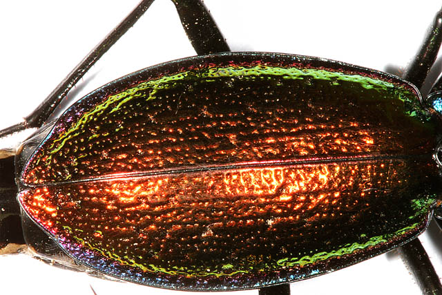 Carabus hispanus - Copyright Denis Bourgeois