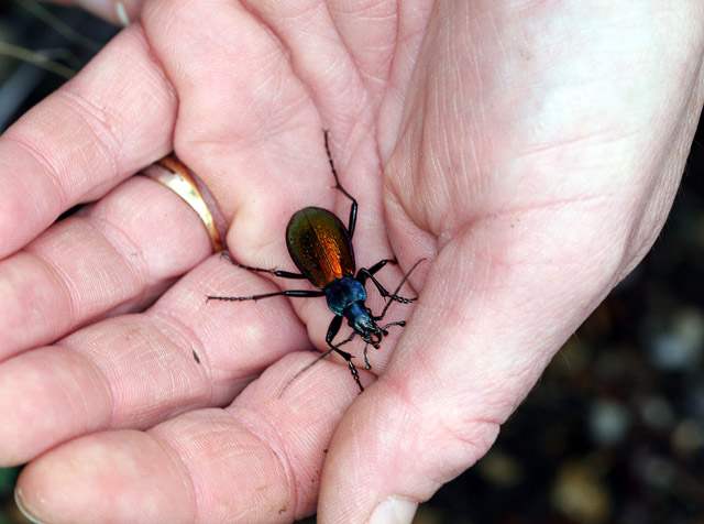 Carabus hispanus - Copyright Denis Bourgeois