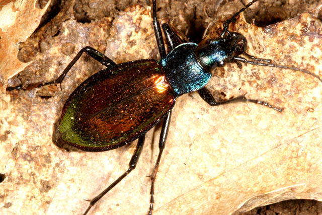 Carabus hispanus - Copyright Denis Bourgeois