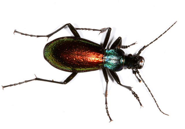 Carabus hispanus - Copyright Denis Bourgeois