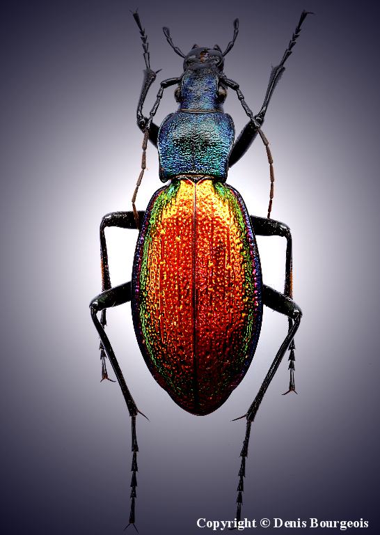 Carabus hispanus - Copyright Denis Bourgeois