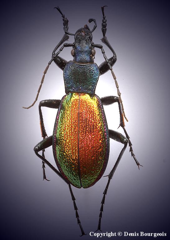 Carabus hispanus - Copyright Denis Bourgeois