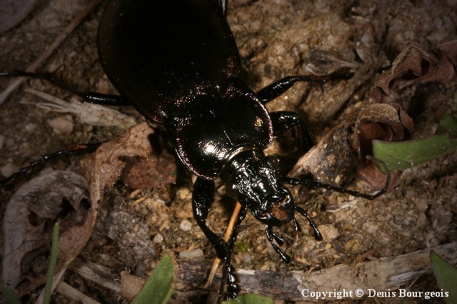 Carabus (Archicarabus) nemoralis - Copyright Denis Bourgeois