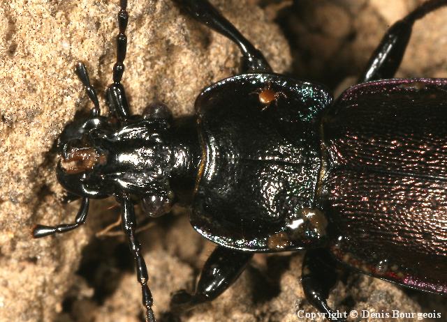 Carabus (Archicarabus) nemoralis - Copyright Denis Bourgeois