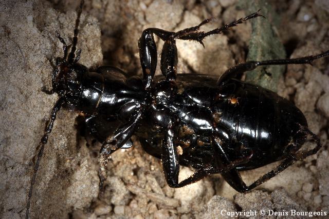 Carabus (Archicarabus) nemoralis - Copyright Denis Bourgeois