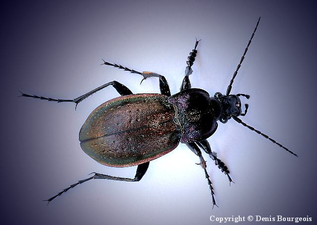 Carabus (Archicarabus) nemoralis - Copyright Denis Bourgeois