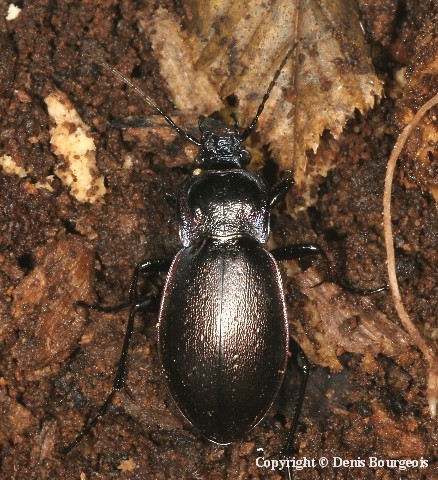 Carabus (Archicarabus) nemoralis - Copyright Denis Bourgeois