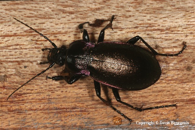 Carabus (Archicarabus) nemoralis - Copyright Denis Bourgeois