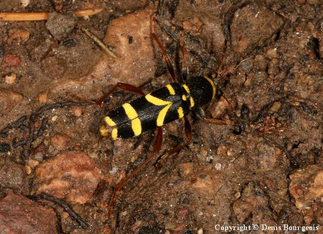 Clytus arietis - Copyright Denis Bourgeois