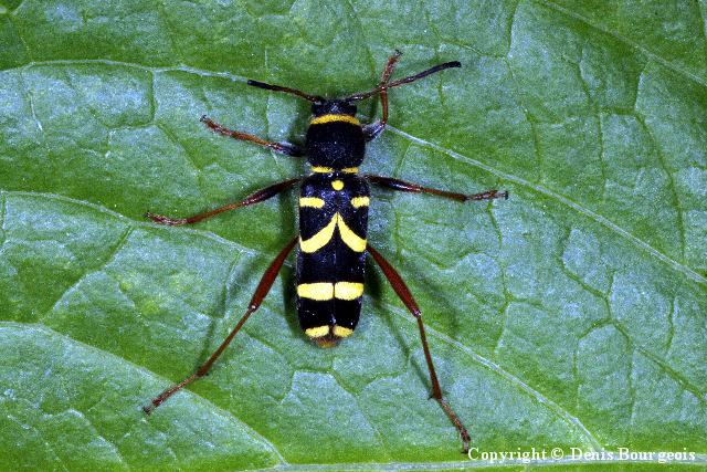 Clytus arietis - Copyright Denis Bourgeois