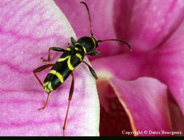 Clytus arietis - Copyright Denis Bourgeois