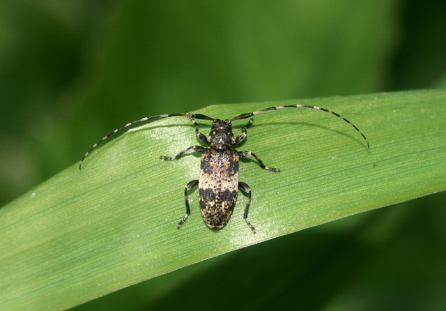 Leiopus nebulosus - Copyright Hugues Mouret
