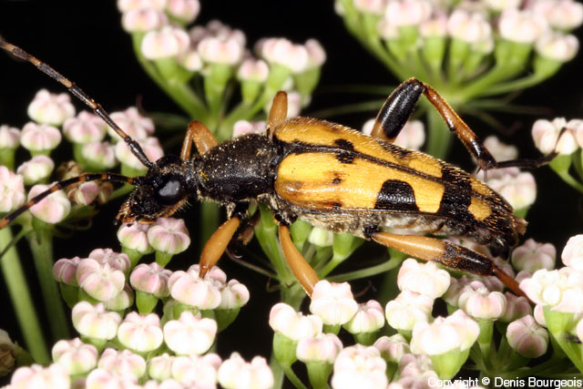 Rutpela maculata - Copyright Denis Bourgeois