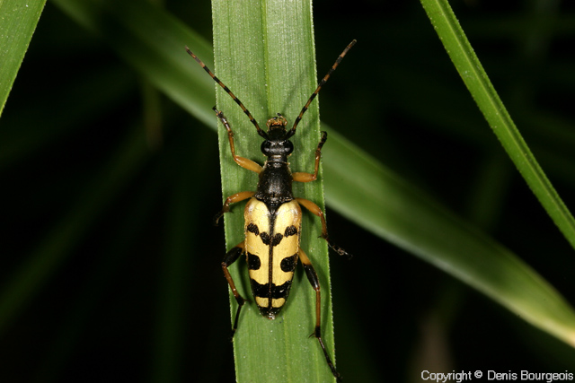 Rutpela maculata - Copyright Denis Bourgeois