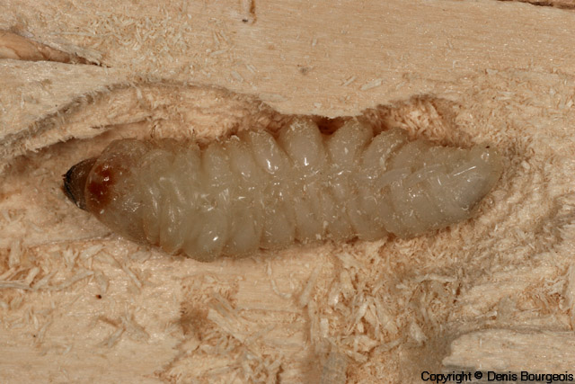 Rutpela maculata - Copyright Denis Bourgeois