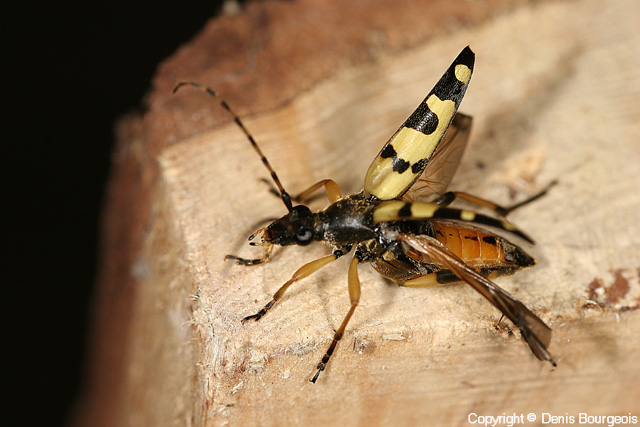 Rutpela maculata - Copyright Denis Bourgeois