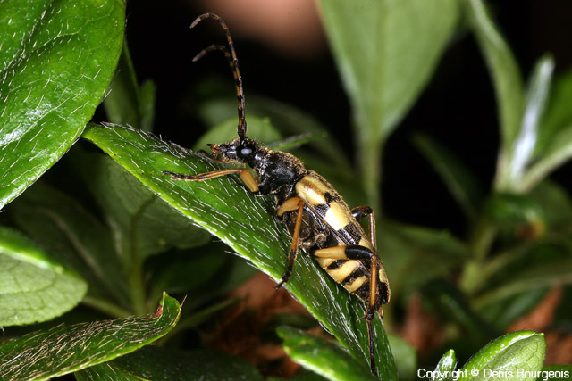 Rutpela maculata - Copyright Denis Bourgeois