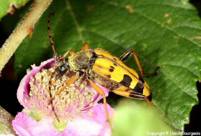 Rutpela maculata - Copyright Denis Bourgeois