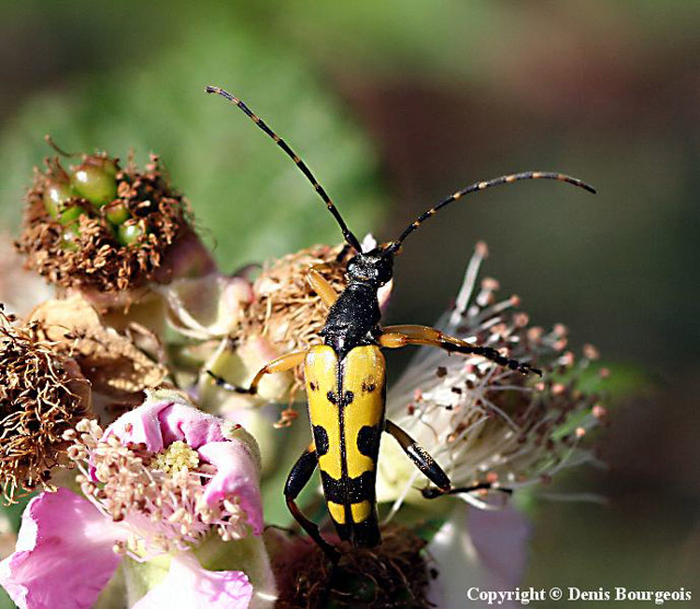 Rutpela maculata - Copyright Denis Bourgeois