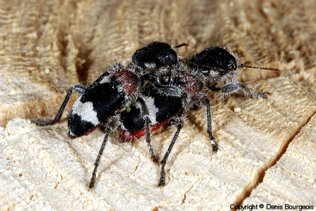 Clerus (Pseudoclerops) mutillarius - Copyright Denis Bourgeois
