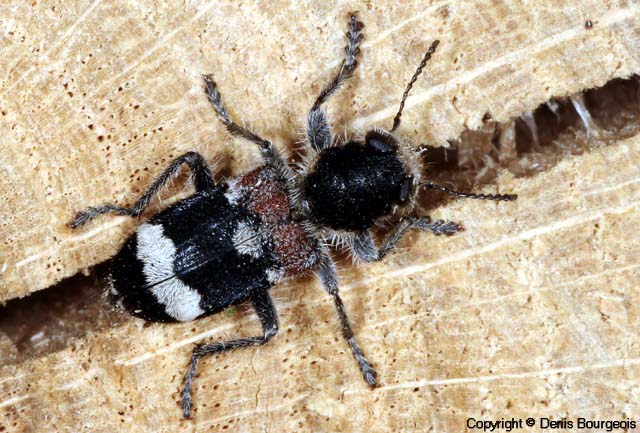 Clerus (Pseudoclerops) mutillarius - Copyright Denis Bourgeois