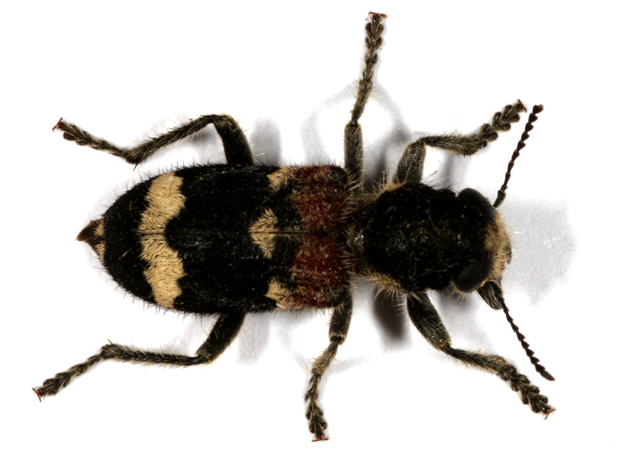 Clerus (Pseudoclerops) mutillarius - Copyright Denis Bourgeois