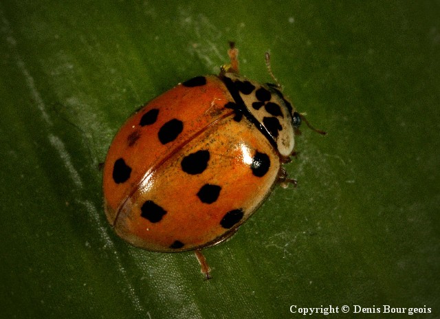 Adalia decempunctata - Copyright Denis Bourgeois