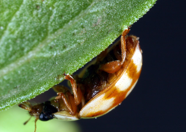 Adalia decempunctata - Copyright Denis Bourgeois