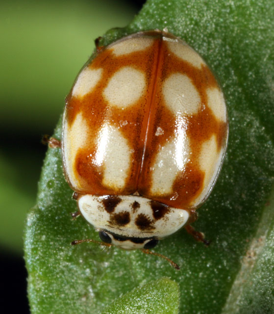 Adalia decempunctata - Copyright Denis Bourgeois