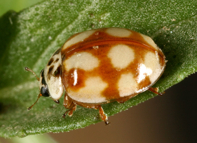 Adalia decempunctata - Copyright Denis Bourgeois