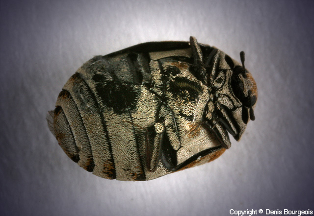 Anthrenus (Florilinus) verbasci - Copyright Denis Bourgeois