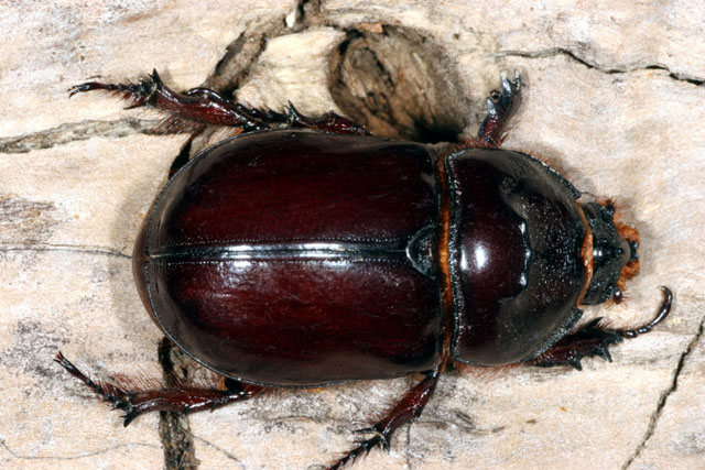 Oryctes nasicornis - Copyright Denis Bourgeois