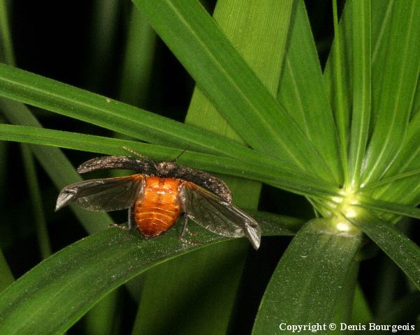 Agrypnus murinus - Copyright Denis Bourgeois
