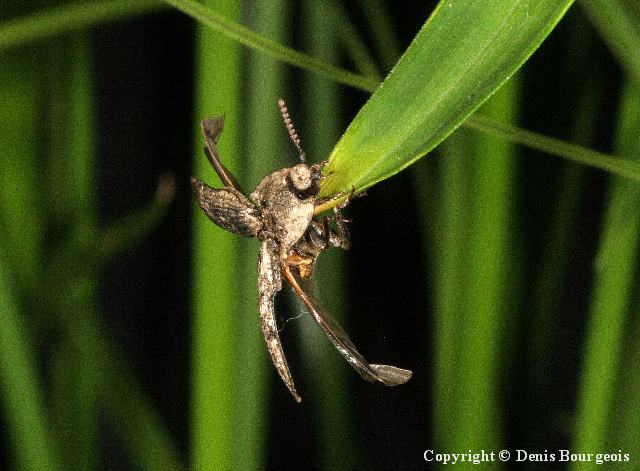 Agrypnus murinus - Copyright Denis Bourgeois