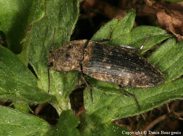 Agrypnus murinus - Copyright Denis Bourgeois