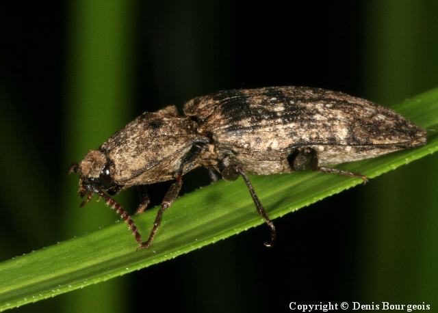 Agrypnus murinus - Copyright Denis Bourgeois