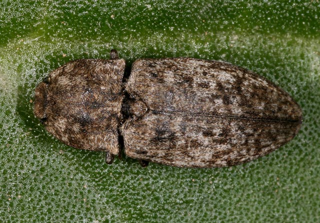 Agrypnus murinus - Copyright Denis Bourgeois