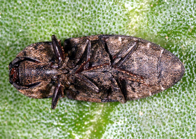 Agrypnus murinus - Copyright Denis Bourgeois