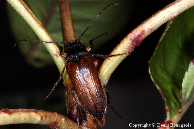 Cebrio gigas - Copyright Denis Bourgeois